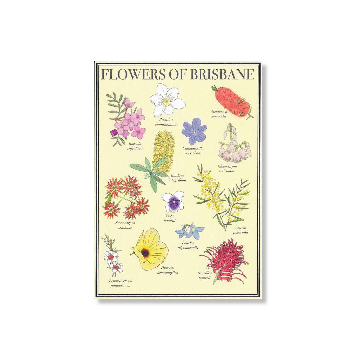 Flowers of Brisbane Postcard