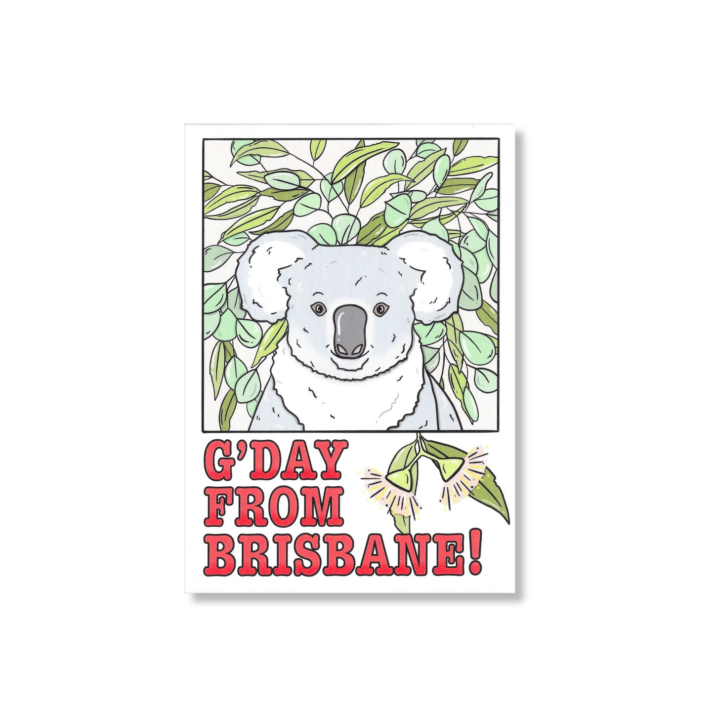 Brisbane Koala Postcard