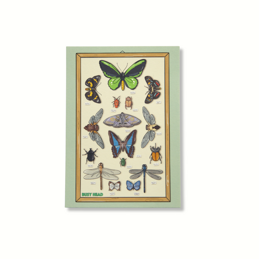 Queensland Insect Cabinet Postcard